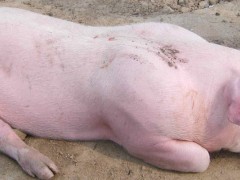 母猪死胎在肚子里多久能化？