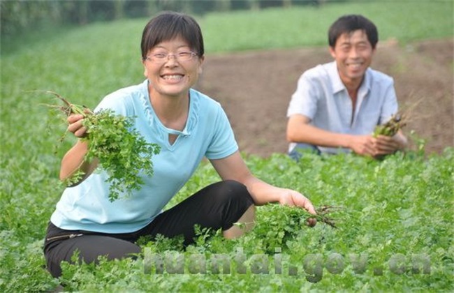 香菜 高产 种植方法