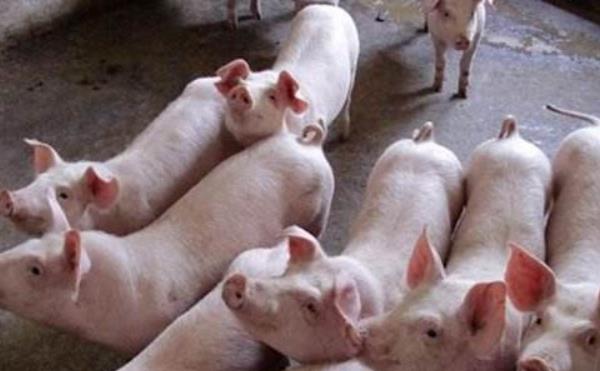 夏季养猪应防哪些病