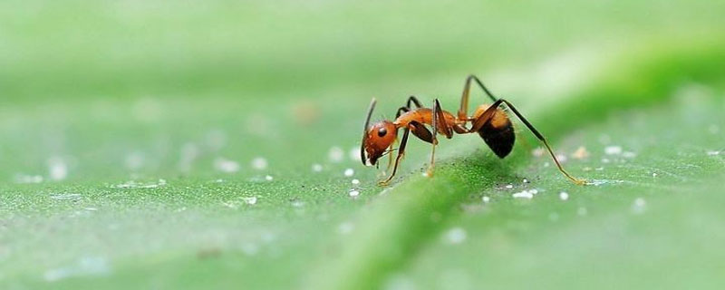 蚂蚁头上的两根触角像什么