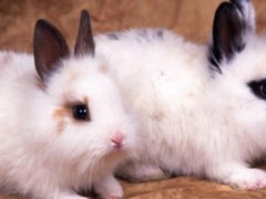 兔子第一次发情是多大？