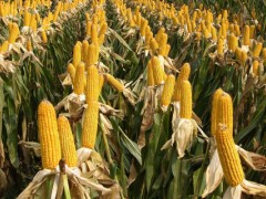 滴灌玉米施肥方法与量？