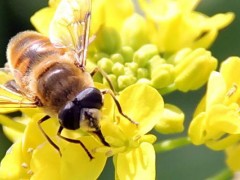 中蜂农药中毒解救方法？