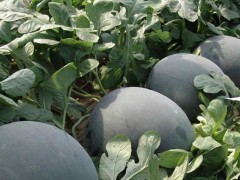 无籽西瓜种子价格及种植方法