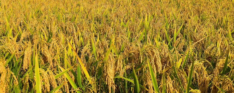 1亩水稻施多少复合肥