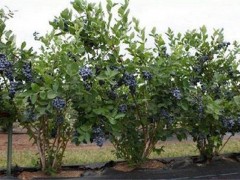 蓝莓肥害预防措施