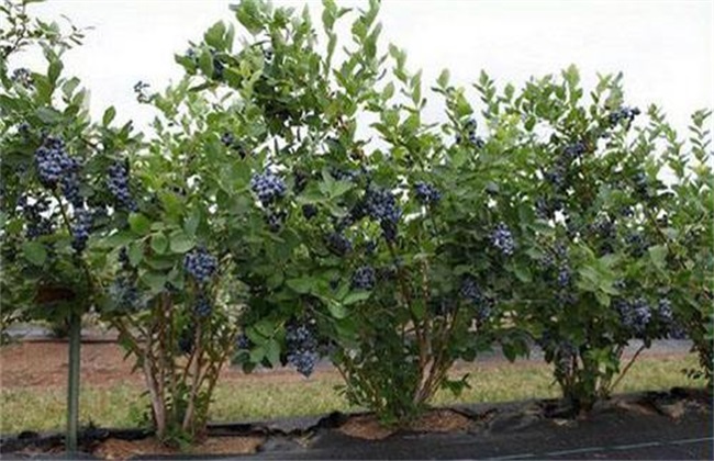 蓝莓肥害 预防措施