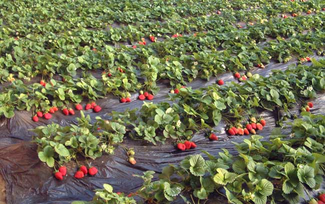 草莓种植中后期管理技术