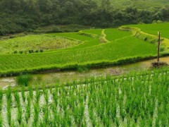 农田灌溉水标准？