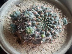 绯花玉烂根了怎么办