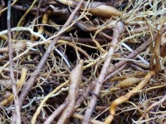 黄花菜块根是晒干保存吗？