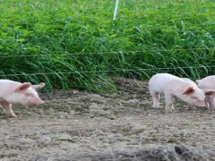 养猪可以给猪买保险吗？