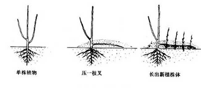 花木压条繁殖技术