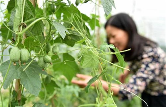 拇指西瓜种植方法