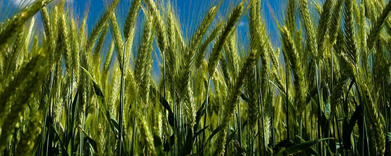 小麦麦苗发黄的原因有哪些