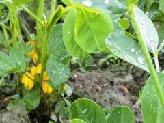 乙羧氟草醚使用范围？
