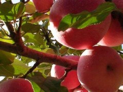 苹果树物理驱虫什么技术？