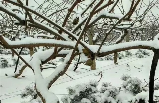猕猴桃冬季防冻措施