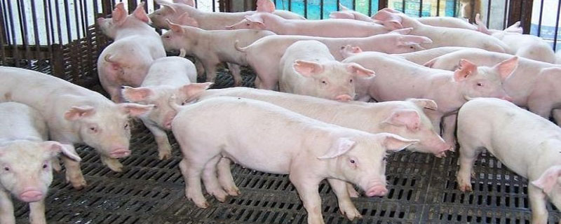 猪传染病的预防措施