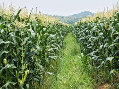 免耕机种植玉米高产吗？
