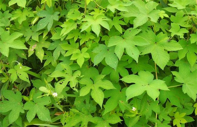 葎草种植<a href=https://www.dadasou.com/news/142649.html target=_blank class=infotextkey>技术</a> 葎草种植 葎草