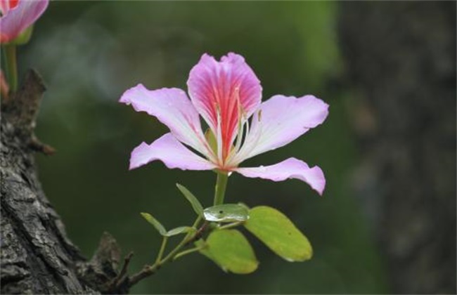 紫荆花叶片发黄原因及防治方法