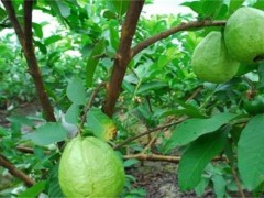 芭乐种植与管理技术