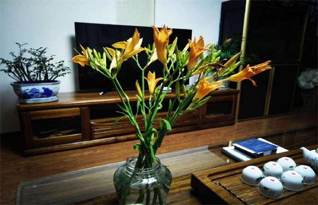 忘忧草的养护方法