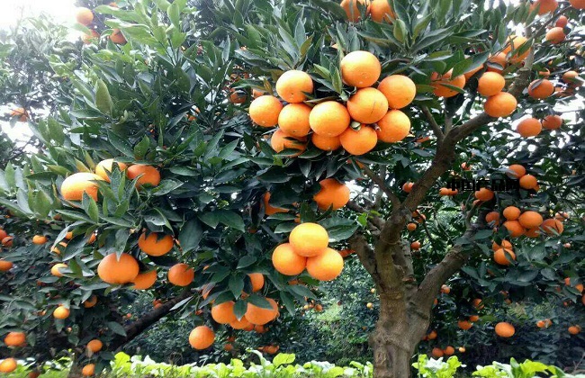 橙子5