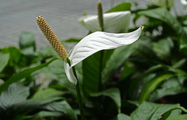 一帆风顺花有毒吗