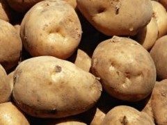马铃薯裸子植物还是被子植物？