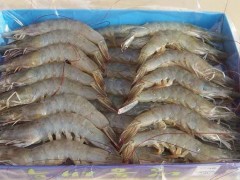 工厂化养虾设备有哪些,工厂化养虾怎么建