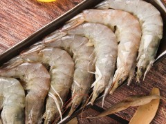 南美白对虾二十几天出现死虾怎么办？