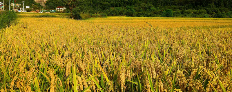 水稻倒伏是什么原因