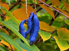 猫屎瓜种植技术