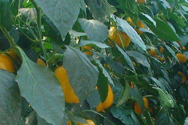 黄腐酸钾对农作物的作用