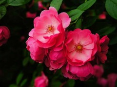 野蔷薇花语和传说