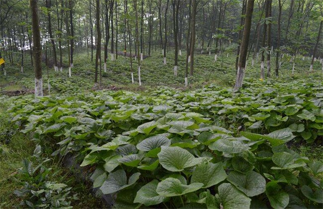 山葵 种植 技术