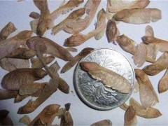 红枫树苗的种植方法