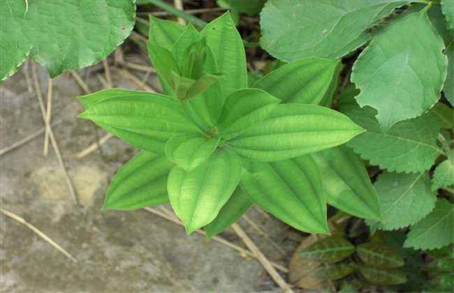 百部 种植管理 田间管理