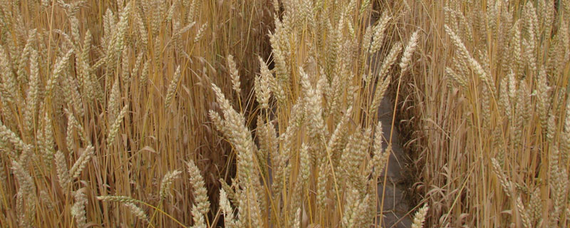 小麦除草剂有哪些？什么时候打好？