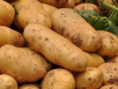 马铃薯可食用部分是根还是茎？