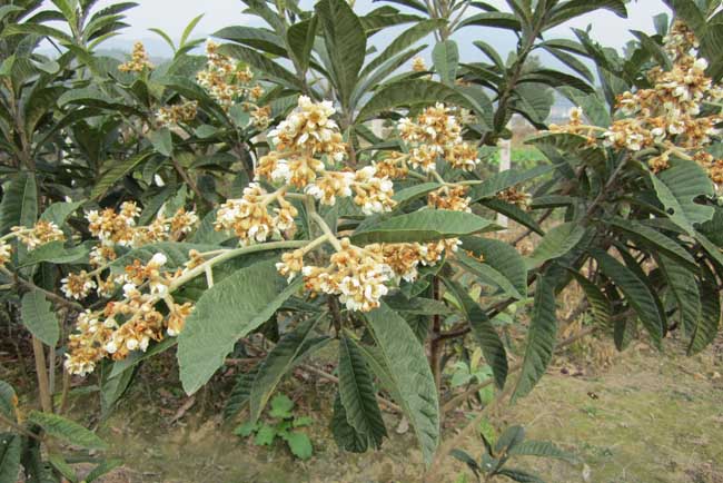 枇杷种植栽培技术