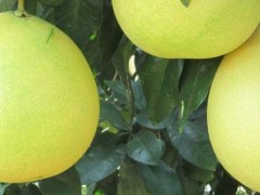 柚子和文旦有什么区别？