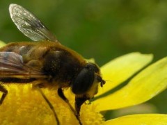 养蜂第一步应该做什么？