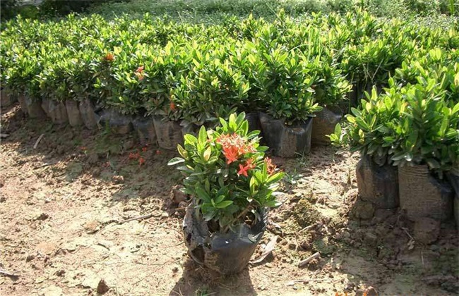 龙船花 繁殖方法