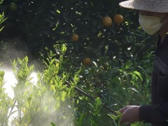 甲基托布津使用方法,可用于蔬菜花卉果树等农作物