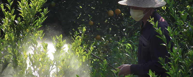 甲基托布津使用方法，可用于蔬菜花卉果树等农作物