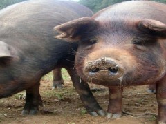 养猪可以喂青储料吗？