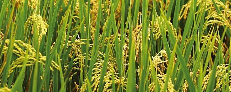 水稻测产方法及公式
